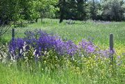 9th Jun 2024 - Roadside Wildflowers