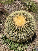 9th Jun 2024 - Barrel Cactus