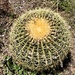 Barrel Cactus by loweygrace