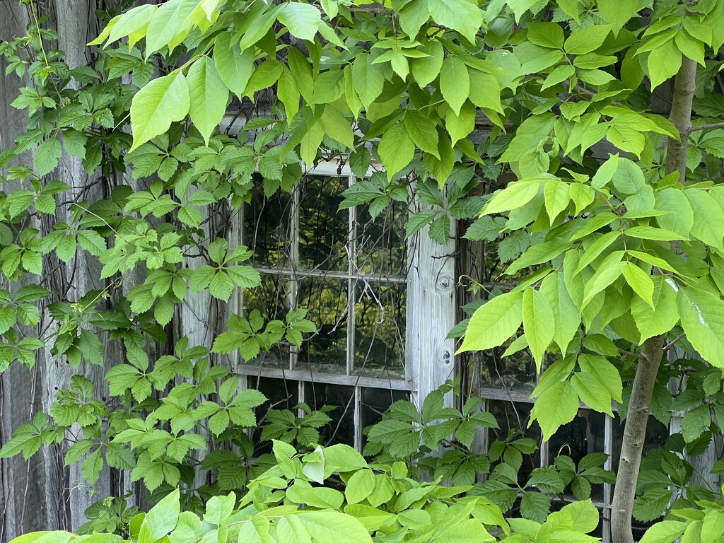 hidden window by amyk