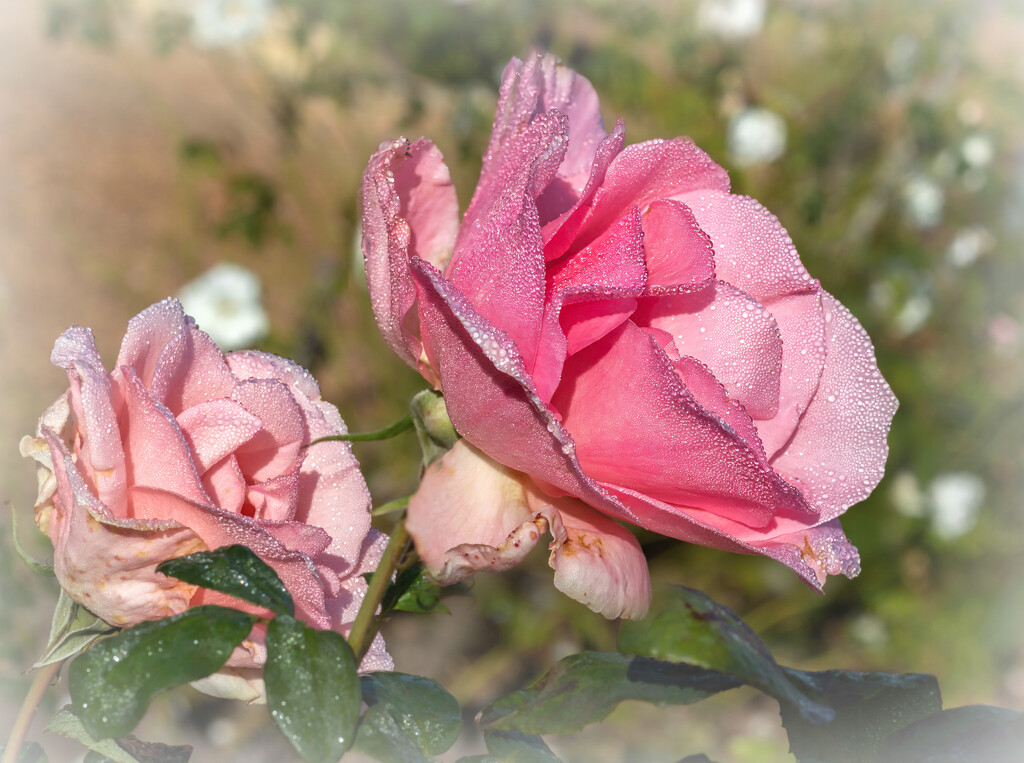 Roses and dewdrops  by ludwigsdiana