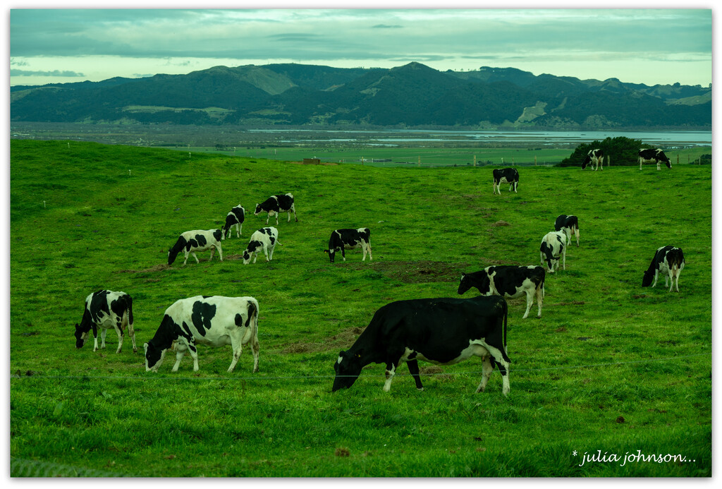 The Maternity Paddock.. by julzmaioro