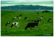 10th Jun 2024 - The Maternity Paddock..