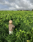 10th Jun 2024 - The little farmer