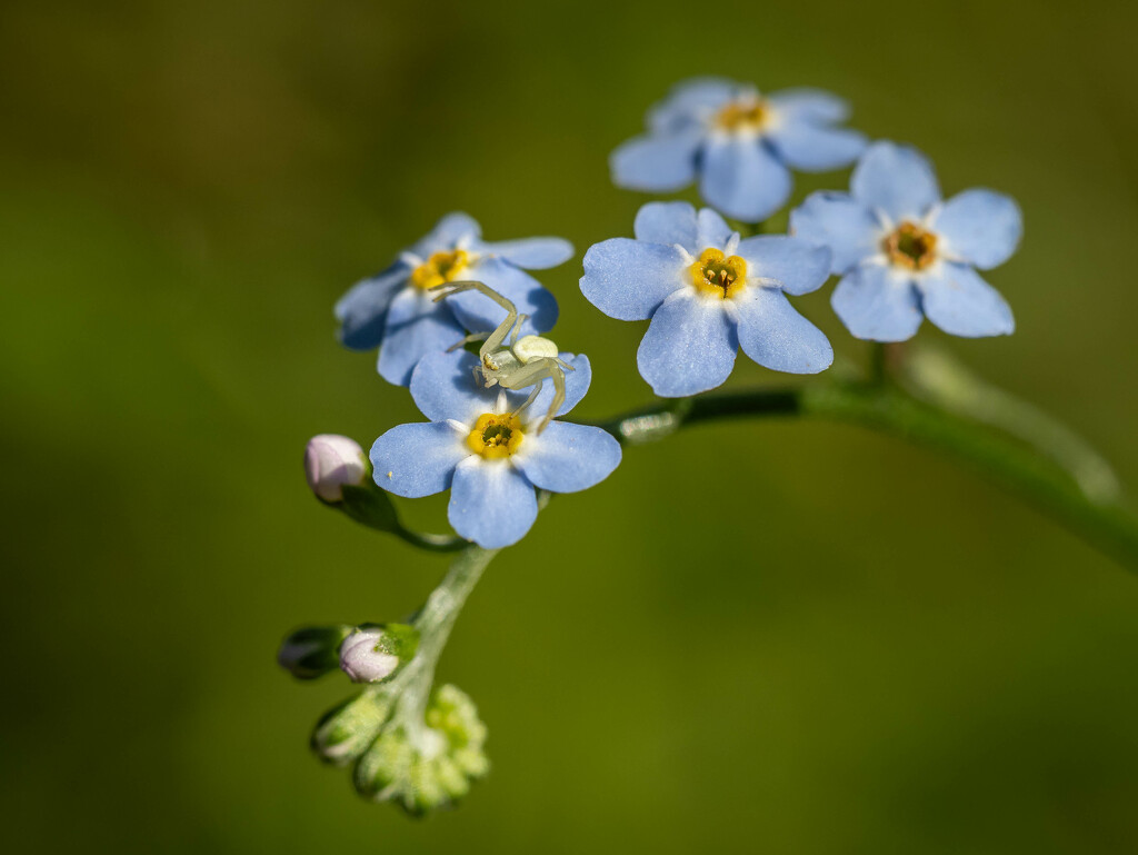 The crab spider on a forget-me-not by haskar