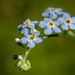The crab spider on a forget-me-not by haskar