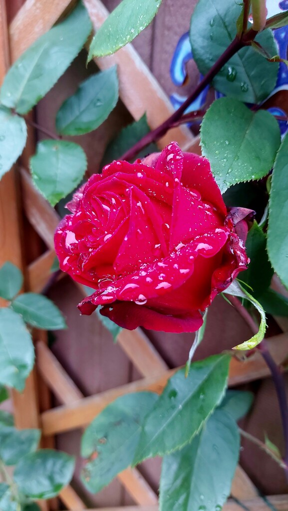 Rose in the Rain by antmcg69