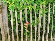 10th Jun 2024 - Peeping through the fence…