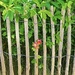 Peeping through the fence…