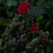 Rose by darchibald
