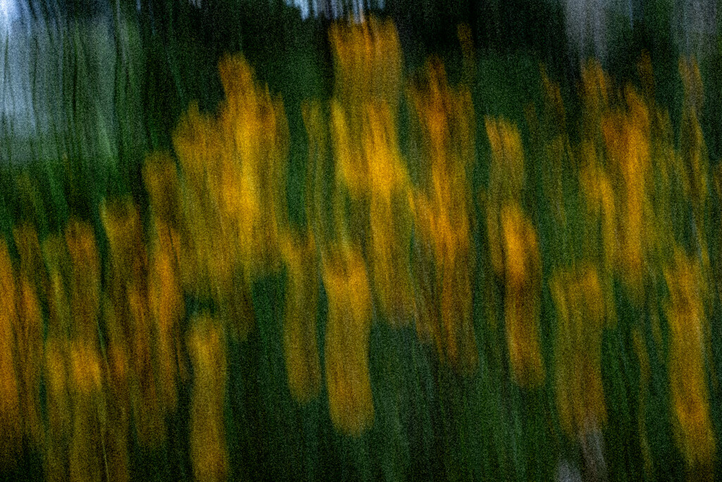 A field of coreopsis_ by darchibald