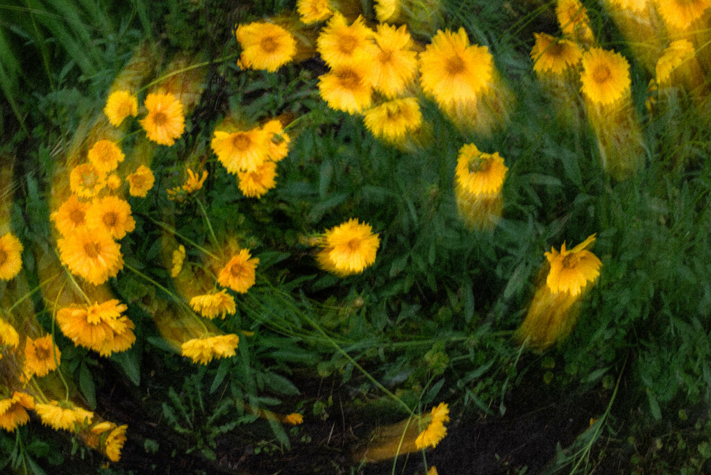 A Spiral Dance of coreopsis_ by darchibald