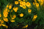 9th Jun 2024 - A Spiral Dance of coreopsis_