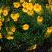A Spiral Dance of coreopsis_