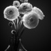 Ranunculus by nannasgotitgoingon