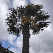 11th Jun 2024 - A fragrant flowering palm tree.