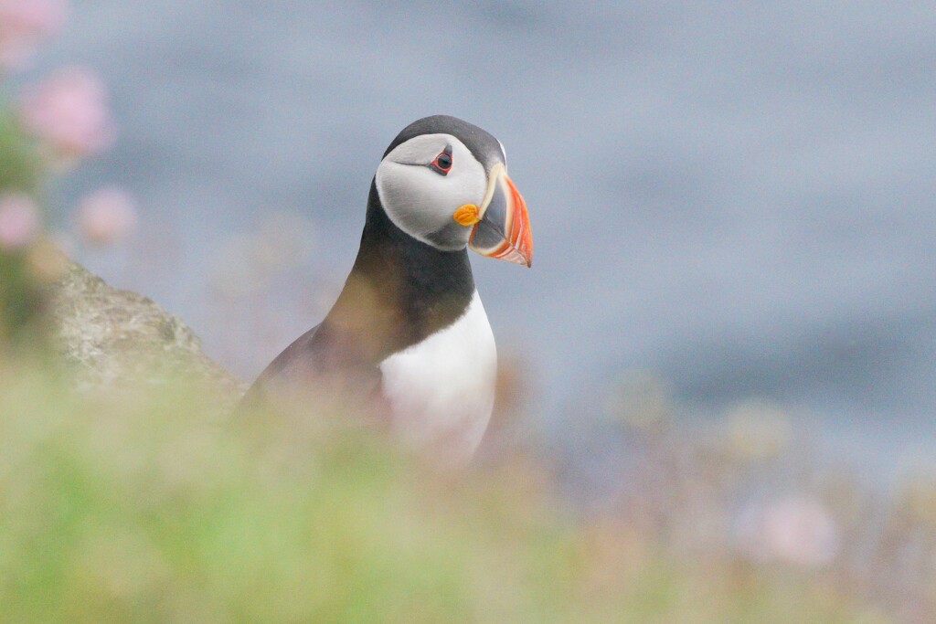 PENSIVE PUFFIN by markp