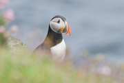 1st Jun 2024 - PENSIVE PUFFIN