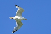 1st Jun 2024 - HERRING GULL