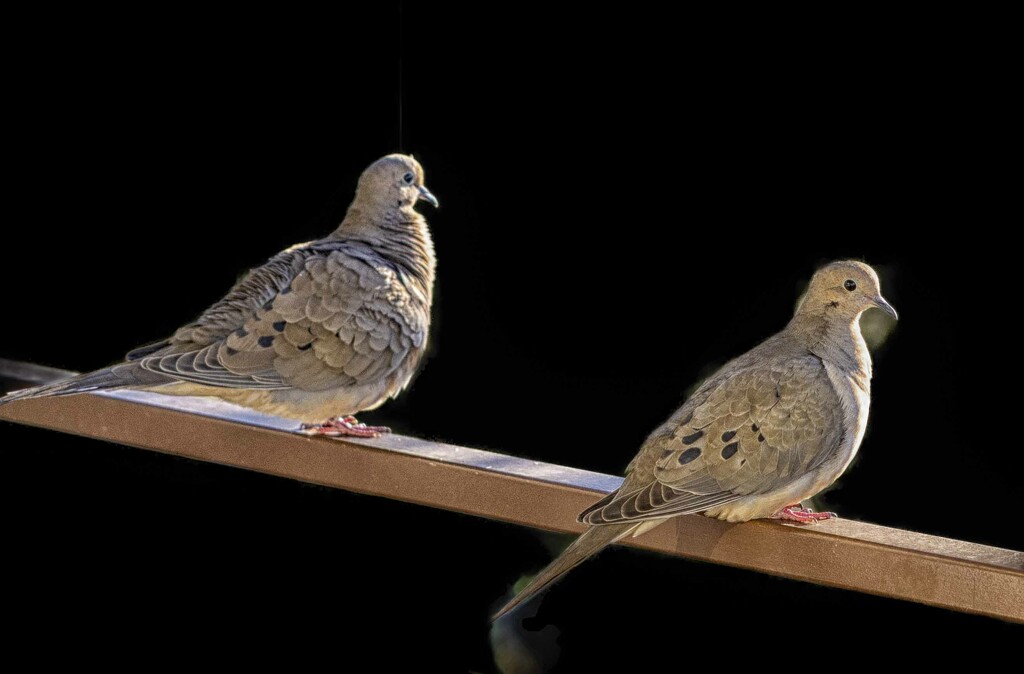 Mourning Doves  by robertallanbear