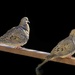 Mourning Doves  by robertallanbear