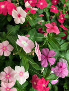 10th Jun 2024 - Vincas