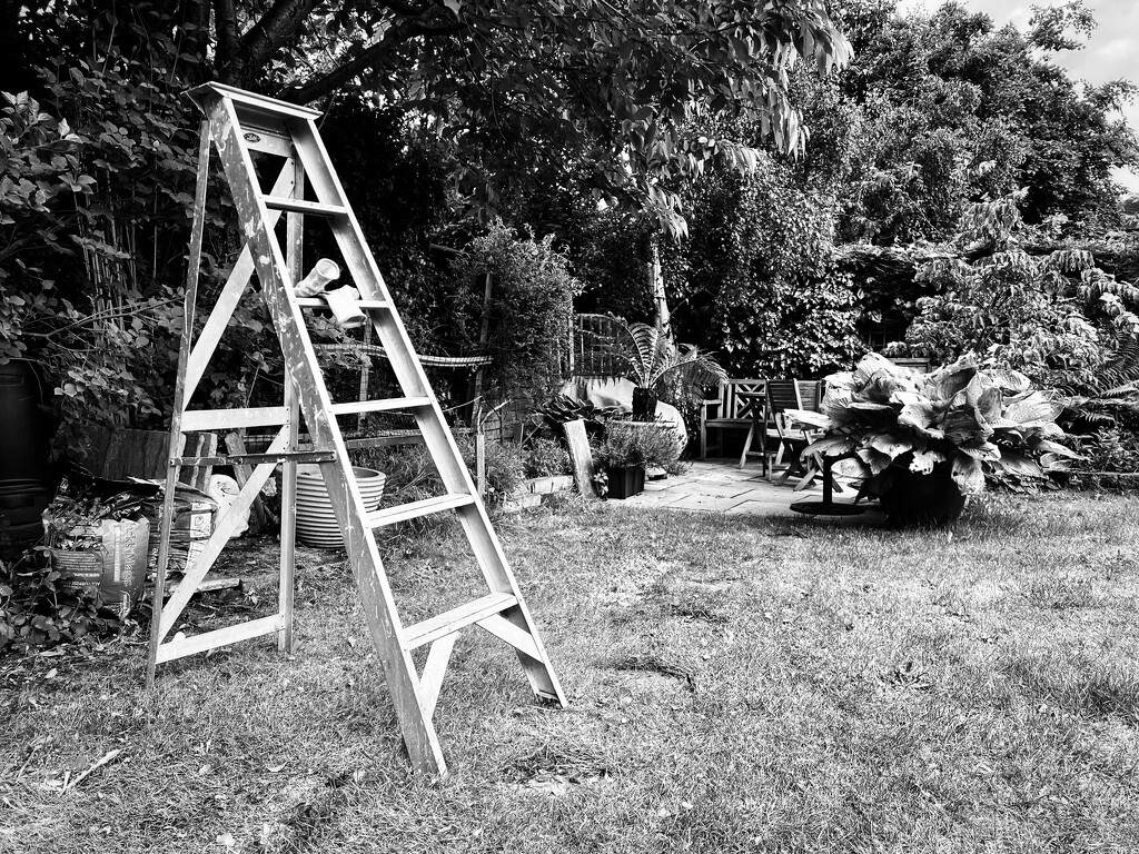Garden Ladder  by chrispenfold