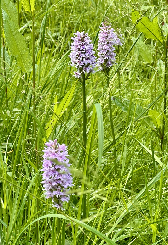 Wild orchids by pamknowler