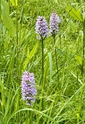 10th Jun 2024 - Wild orchids