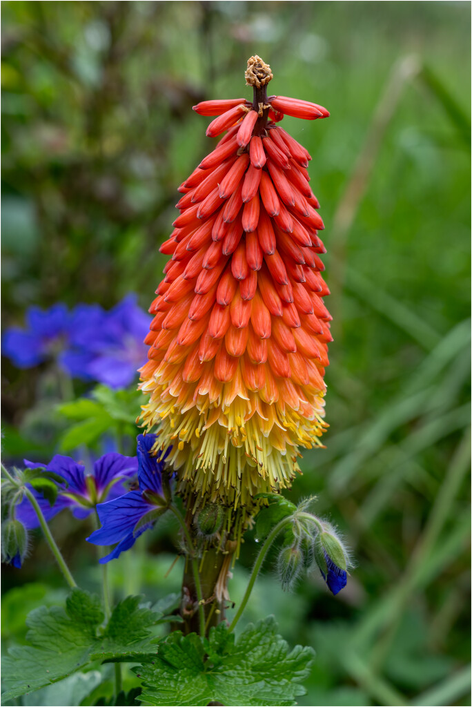 Red Hot Poker by clifford