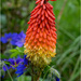 Red Hot Poker by clifford