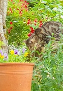 10th Jun 2024 - Tiger Among the Flowers