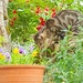 Tiger Among the Flowers