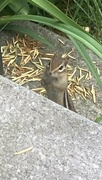 10th Jun 2024 - Chipmunk 