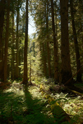 8th Jun 2024 - Old growth 