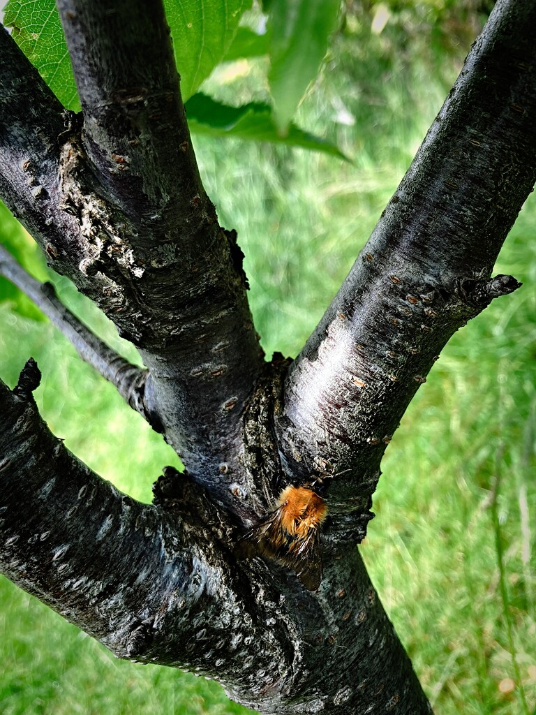 Bee on Tree by allsop