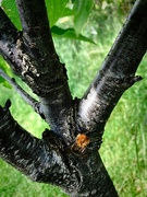 10th Jun 2024 - Bee on Tree