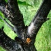 Bee on Tree by allsop