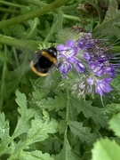 10th Jun 2024 - Bee