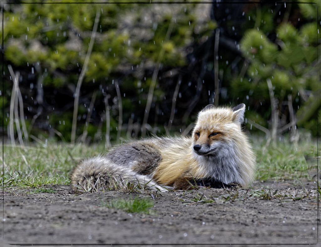 Fox in Yellowstone by bluemoon
