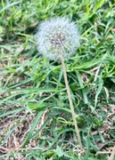 10th Jun 2024 - Dandelion