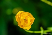 10th Jun 2024 - Globeflower