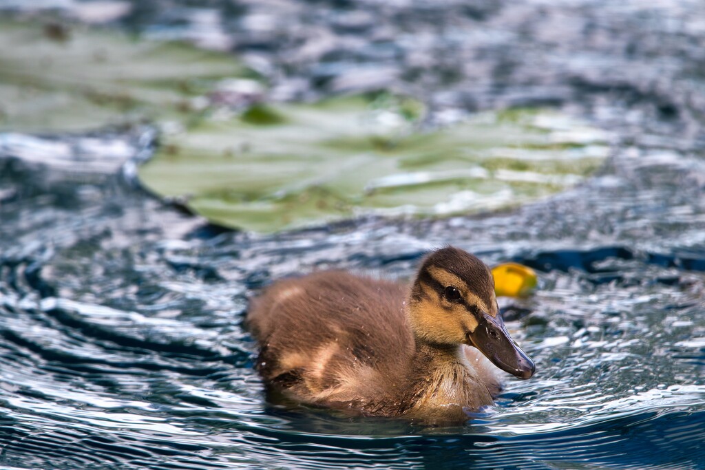 Duckling by okvalle