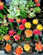 7th Jun 2024 - Colorful Cacti