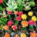 Colorful Cacti by cheridw