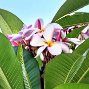 4th Jun 2024 - Plumeria From Our Morning Walk