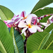 Plumeria From Our Morning Walk by yogiw