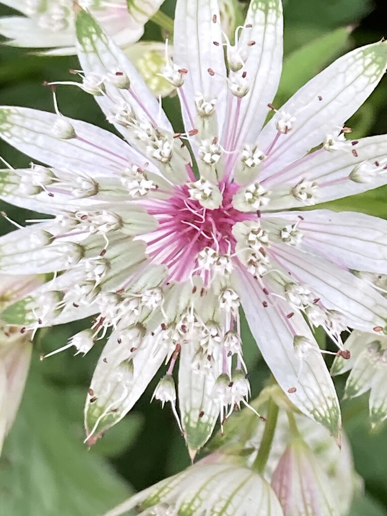 Astrantia Flower by cataylor41
