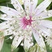 Astrantia Flower