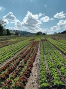 10th Jun 2024 - Lettuce as far as the eye can see...